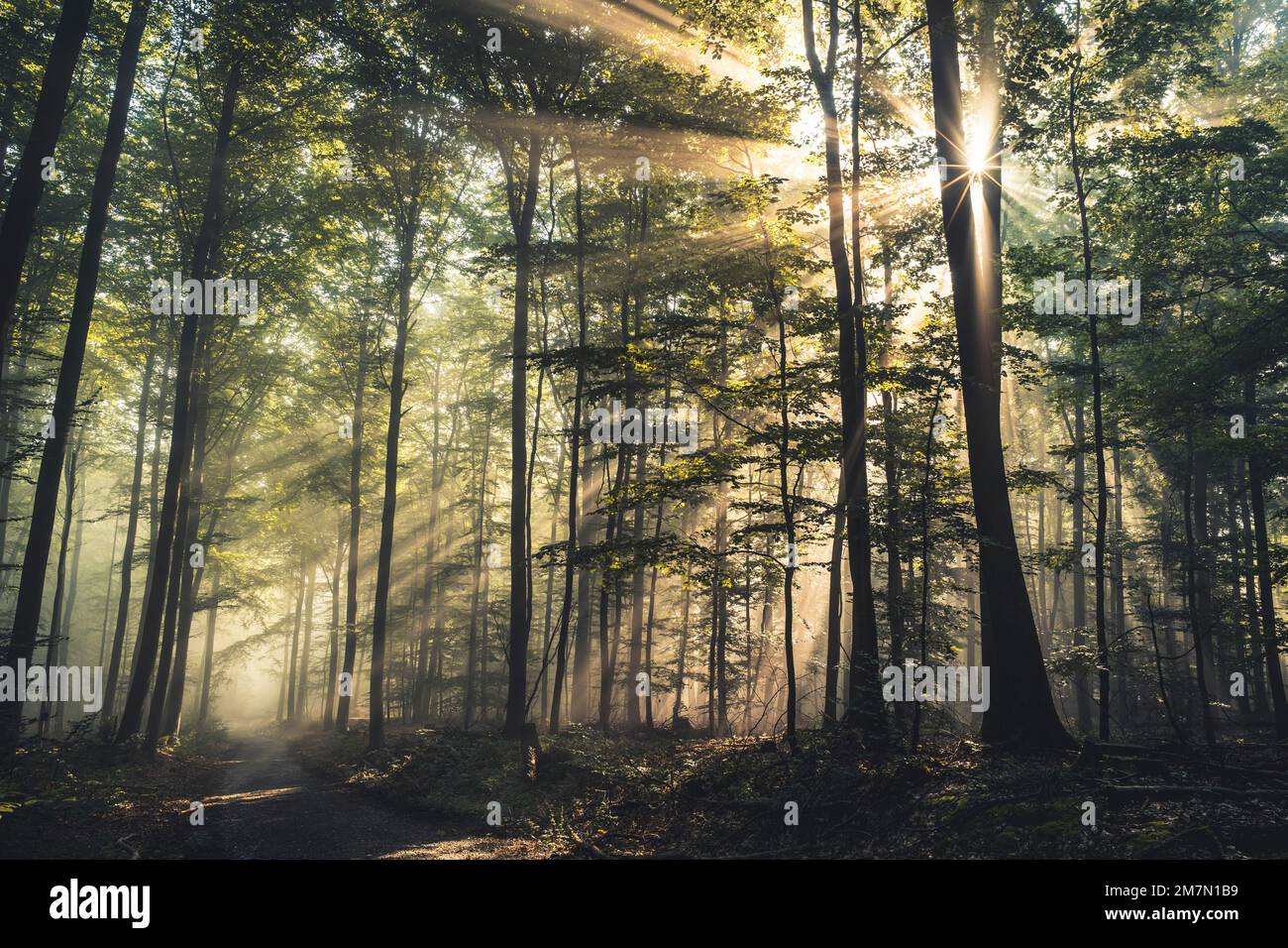 Les rayons du soleil tombent à travers l'air brumeux sur un chemin dans le Habichtswald, forêt de hêtres, feuilles d'automne, contre-jour Banque D'Images