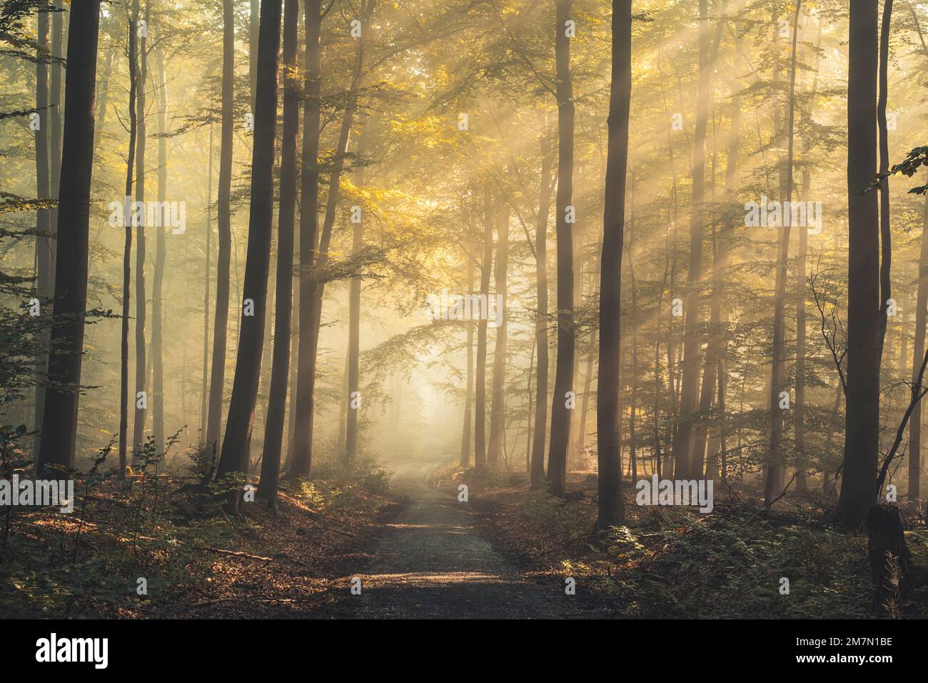 Les rayons du soleil tombent à travers l'air brumeux sur un chemin dans le Habichtswald, forêt de hêtres, feuilles d'automne Banque D'Images