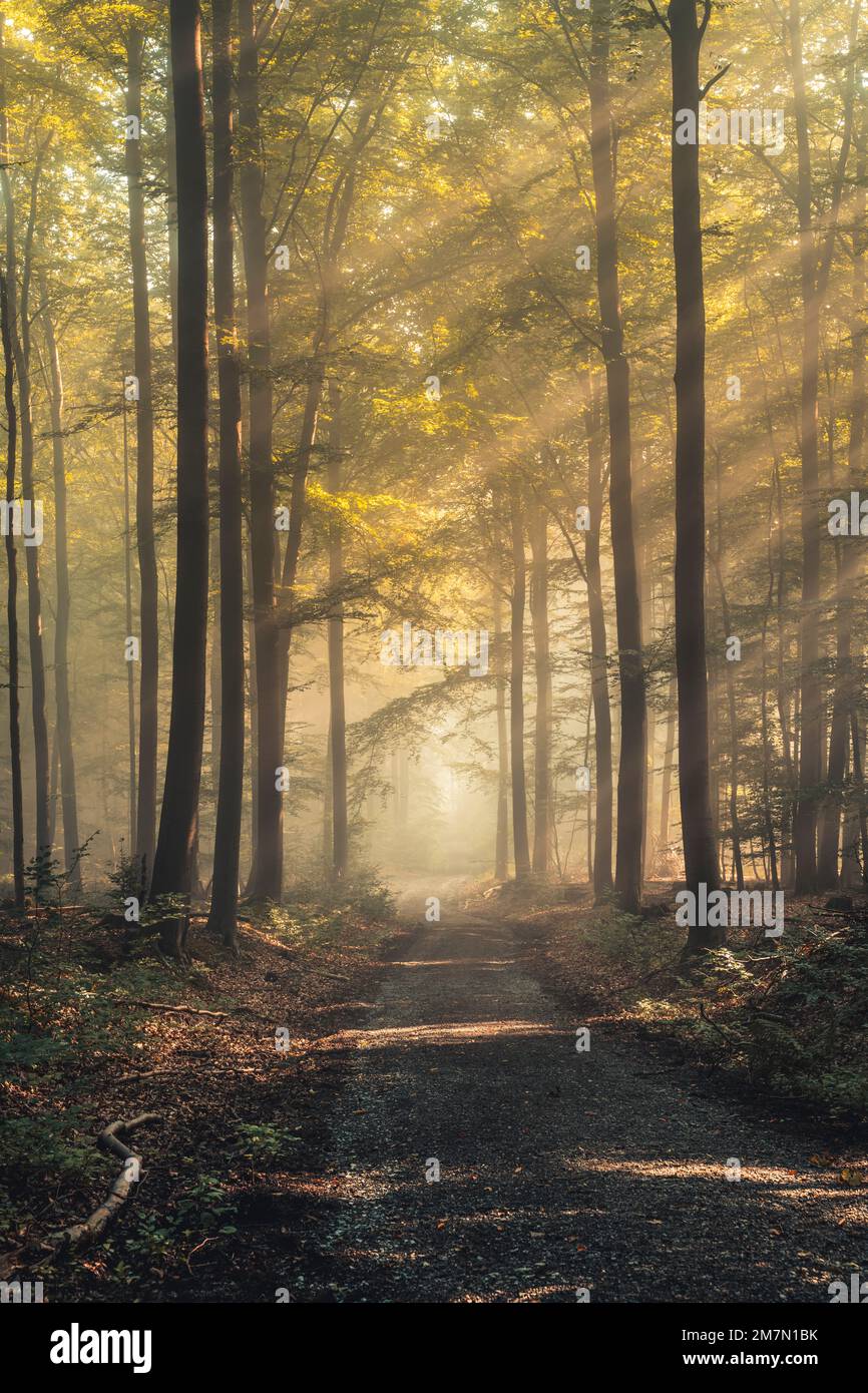 Les rayons du soleil tombent à travers l'air brumeux sur un chemin dans le Habichtswald, forêt de hêtres, feuilles d'automne Banque D'Images