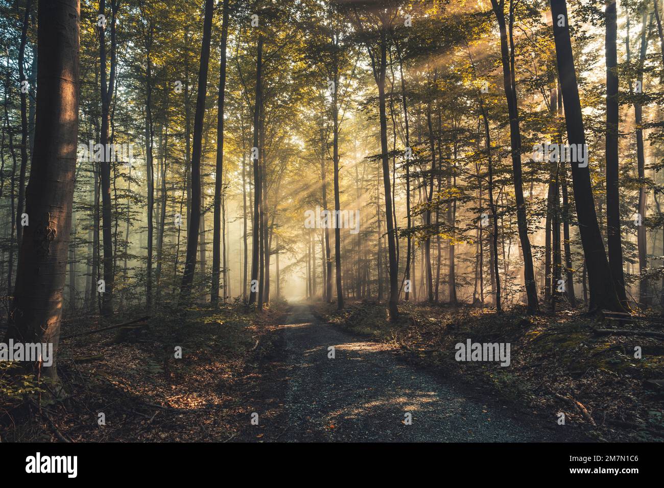 Les rayons du soleil tombent à travers l'air brumeux sur un chemin dans le Habichtswald, forêt de hêtres, feuilles d'automne, contre-jour Banque D'Images