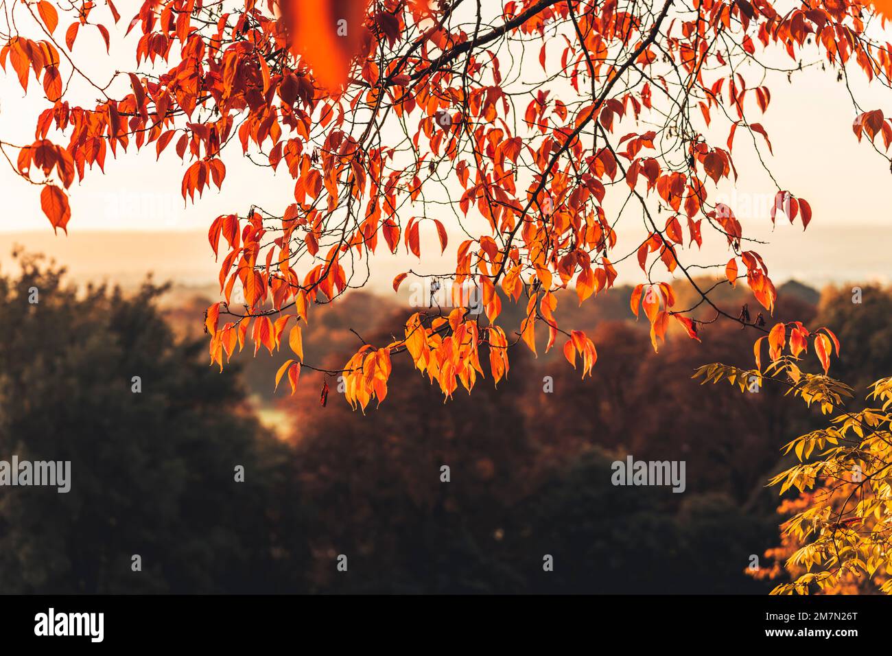 Matin d'automne en octobre, le soleil brille dans des couleurs chaudes à travers les feuilles rouges d'un cerisier à Kassel, en Allemagne Banque D'Images