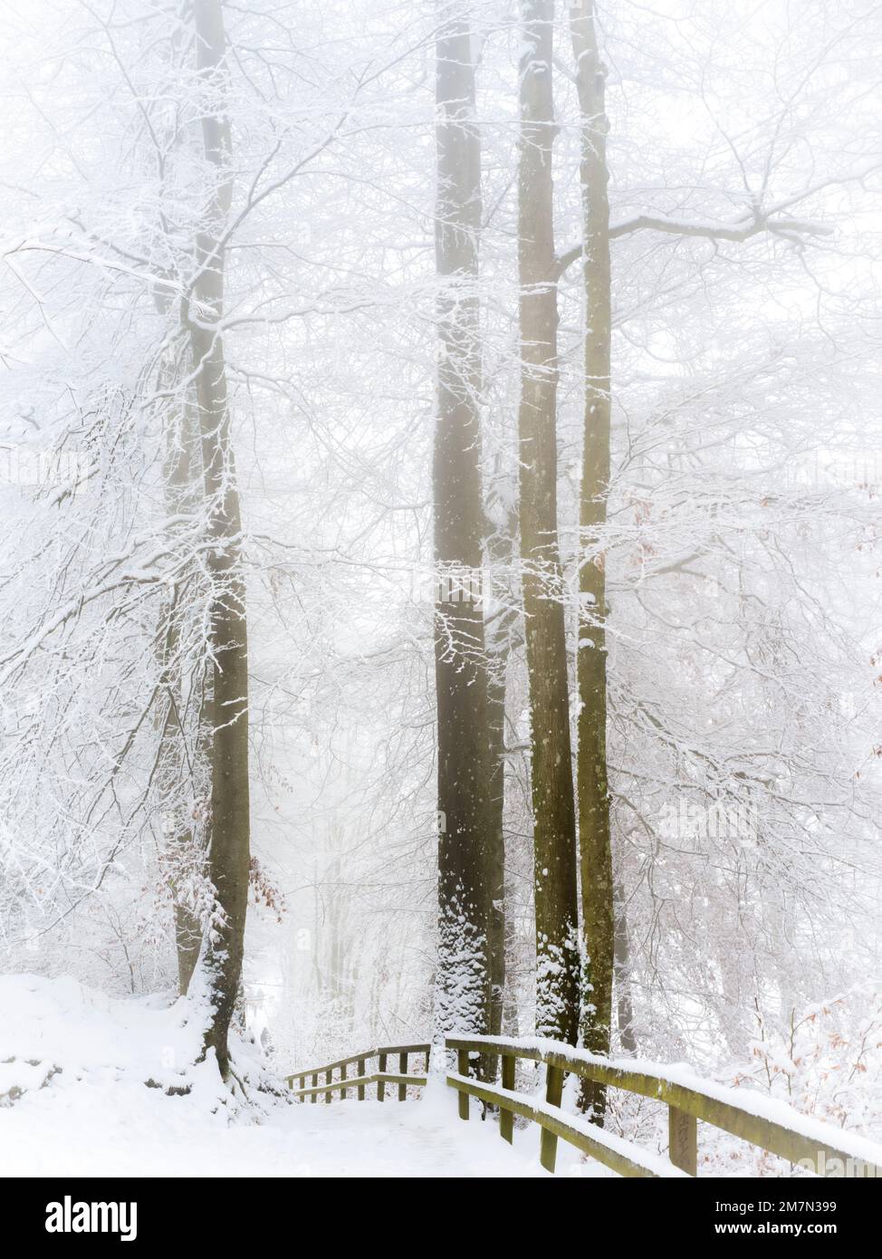 Paysage d'hiver dans le brouillard Banque D'Images