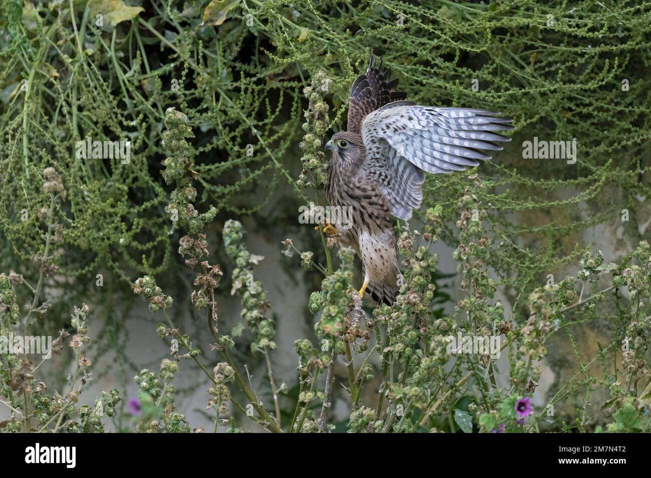 Des jeunes Kestrel-Falco tinnunculus perches sur les communes de Malva sylvestris. Banque D'Images