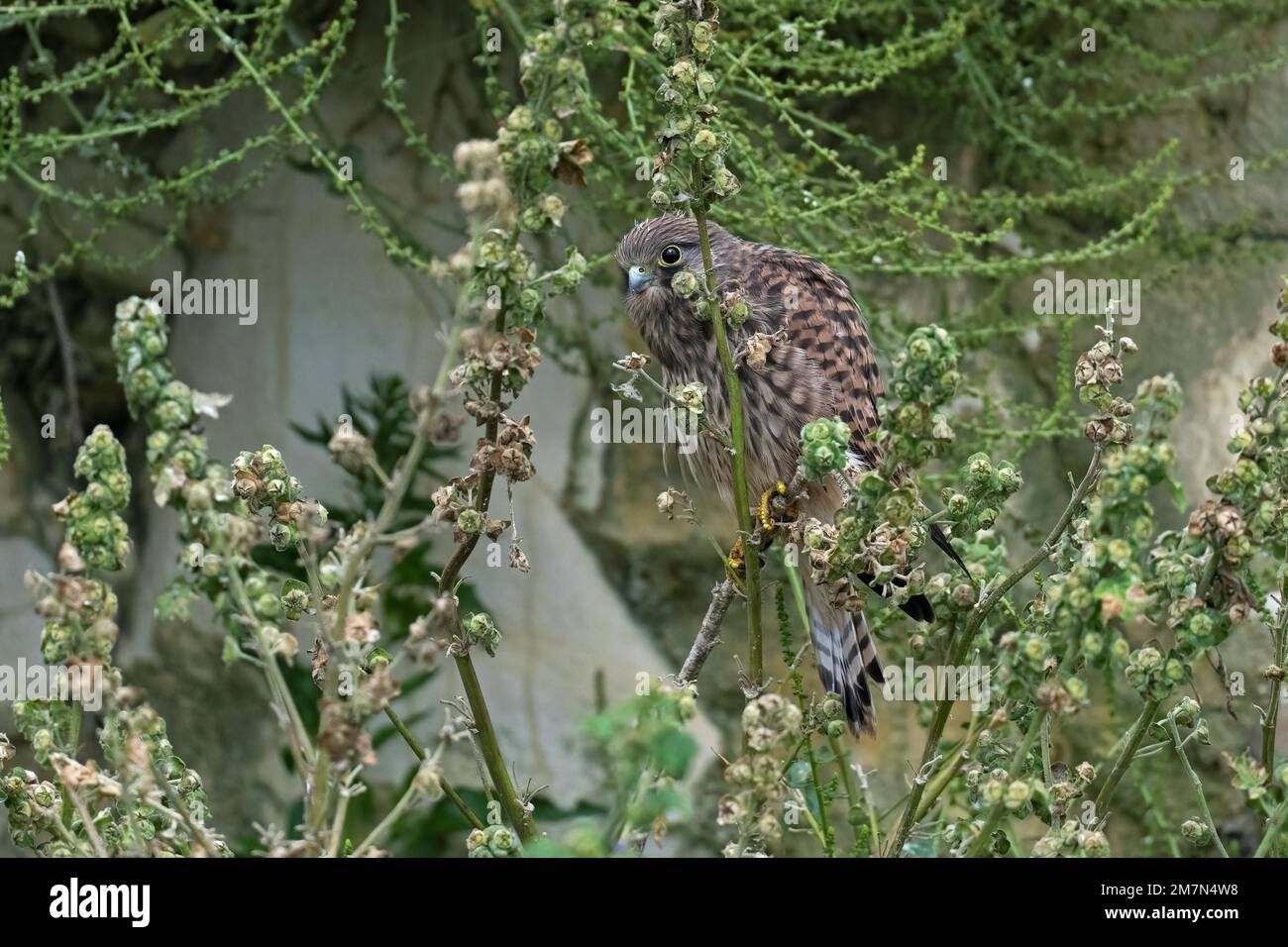 Des jeunes Kestrel-Falco tinnunculus perches sur les communes de Malva sylvestris. Banque D'Images