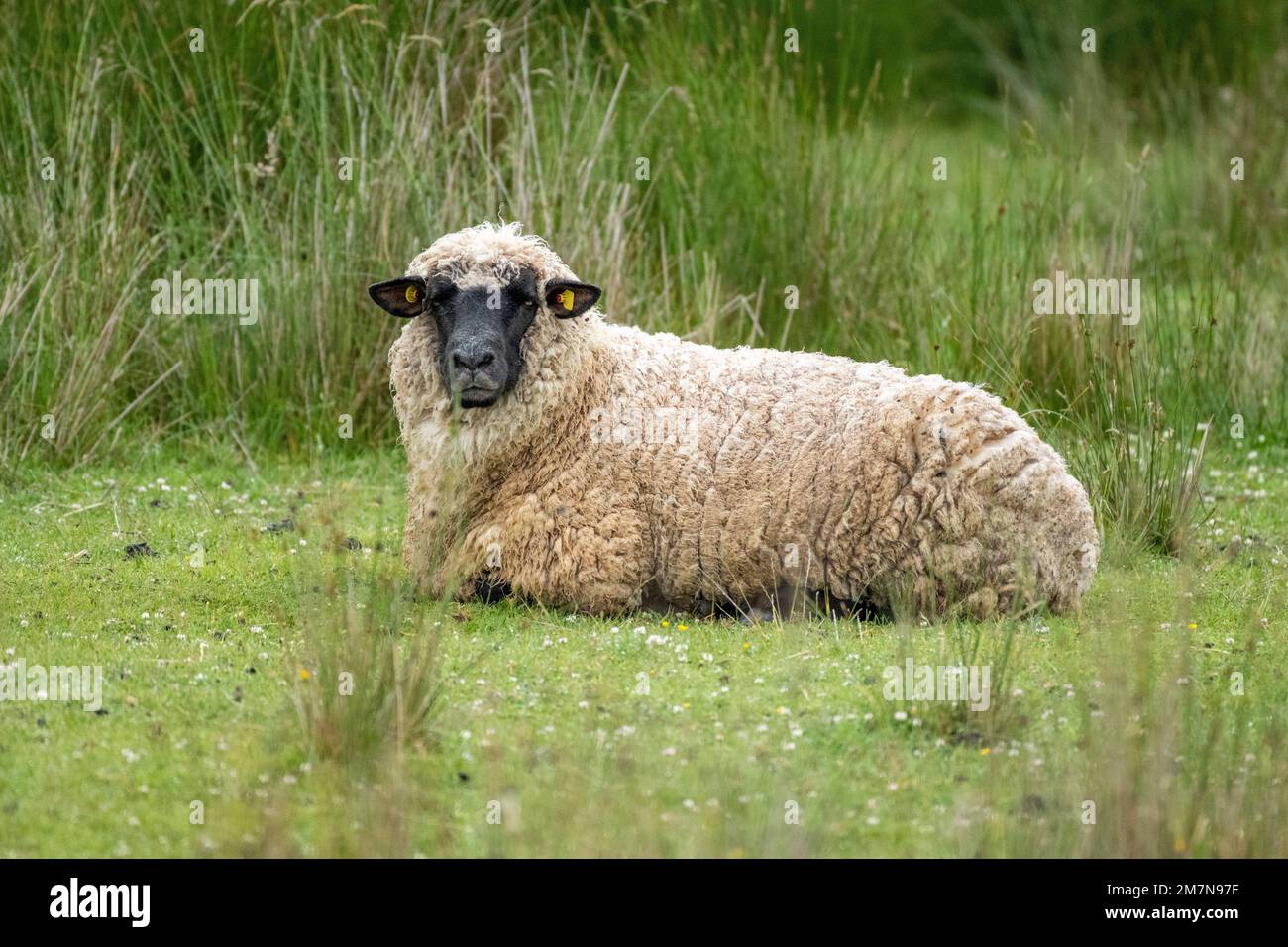 Allemagne, Frise orientale, moutons sur l'île de Juist. Banque D'Images