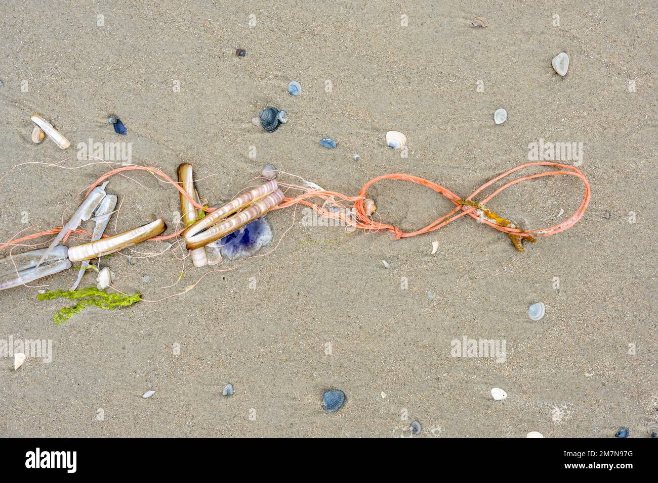 Allemagne, Frise orientale, île Juiste, encore la vie sur la plage. Banque D'Images