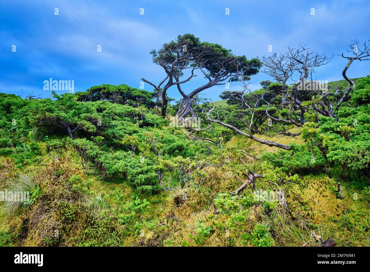 Le genièvre des Açores, Cedro-do-Mato (Juniperus brevifolia) et le chiné azoré (Erica azorica). Parc naturel de Flores, île de Flores. Archipel des Açores, Portu Banque D'Images