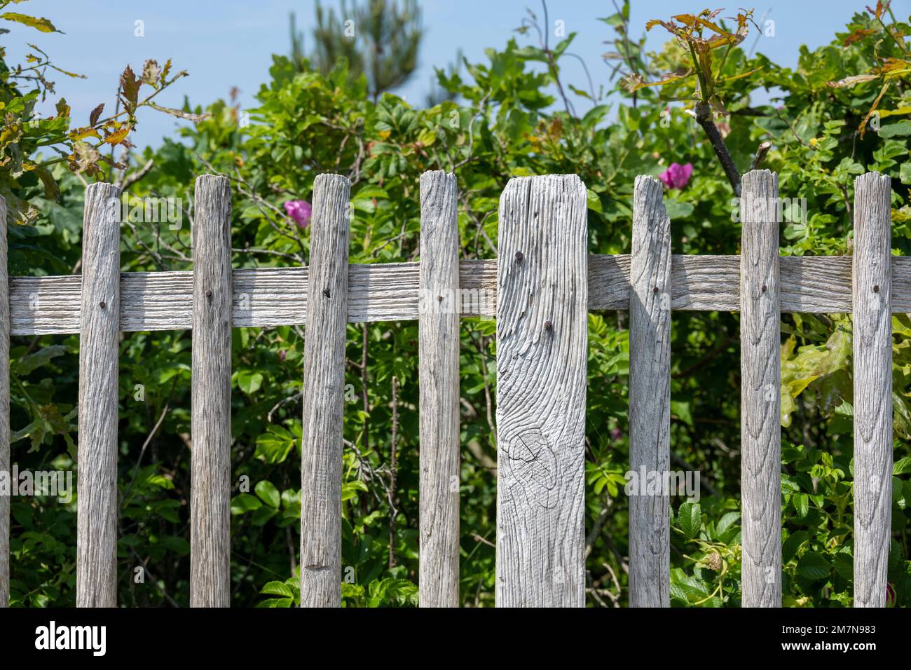 Allemagne, Frise orientale, île de Juist, ancienne clôture en bois. Banque D'Images