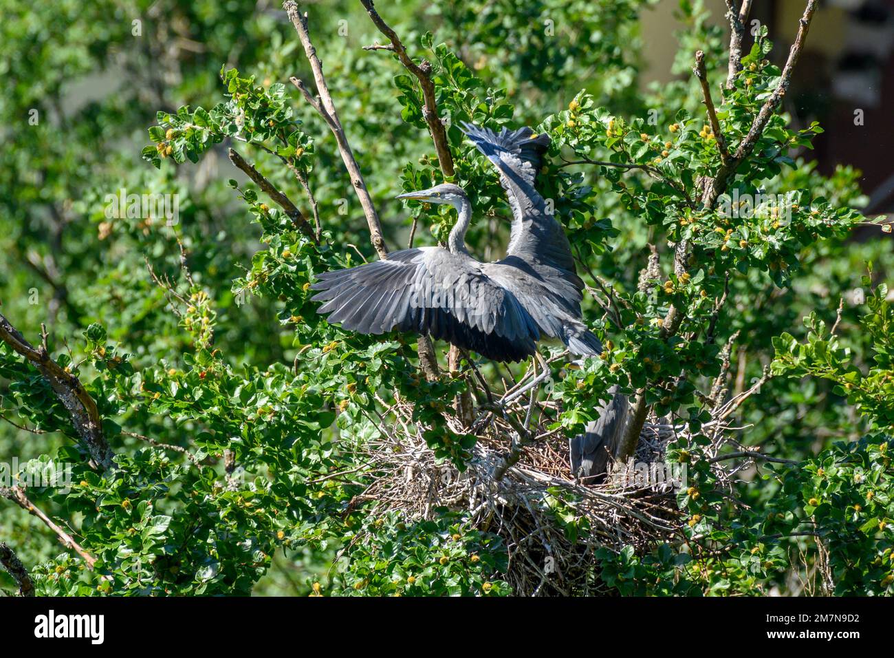 Héron gris (Ardea cinerea) également héron, vue d'un nid avec de jeunes hérons gris, environ 8 semaines. Banque D'Images