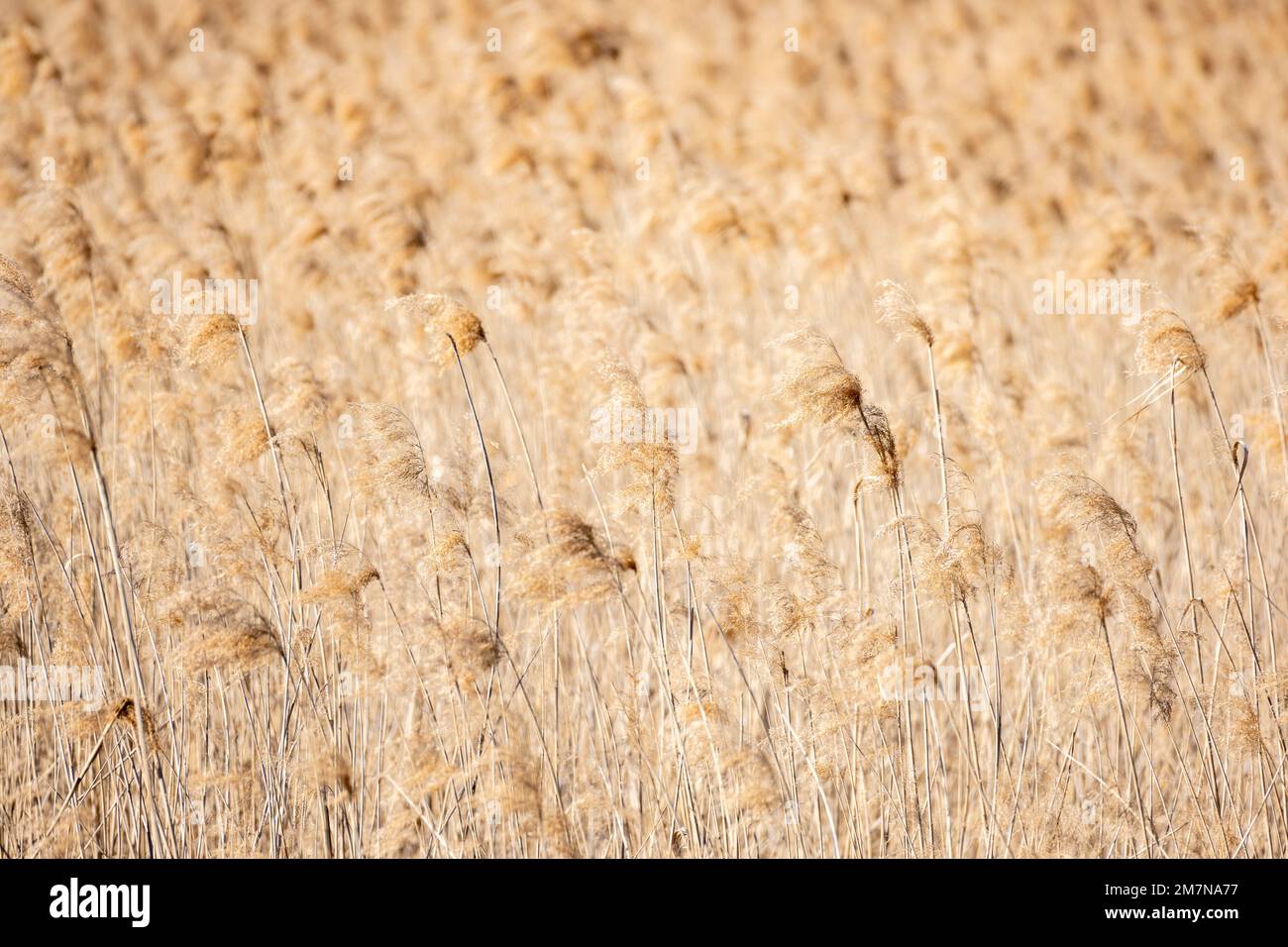 Roseau (Phragmites australis), généralement roseau. Banque D'Images