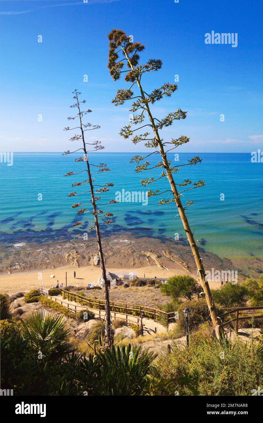 Les fleurs d'Agave se dressent au-dessus de la plage sur la côte sud de la Sicile Banque D'Images