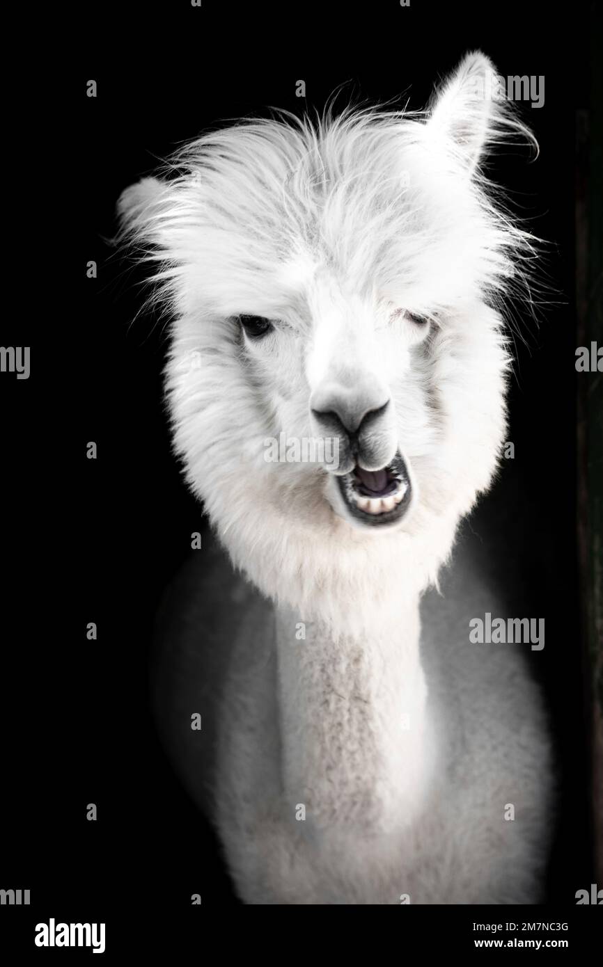 Gros plan d'une alpaga blanche, vicugna pacos, avec fond noir. Animal drôle dans le zoo de Siofok, Balaton, Hongrie Banque D'Images