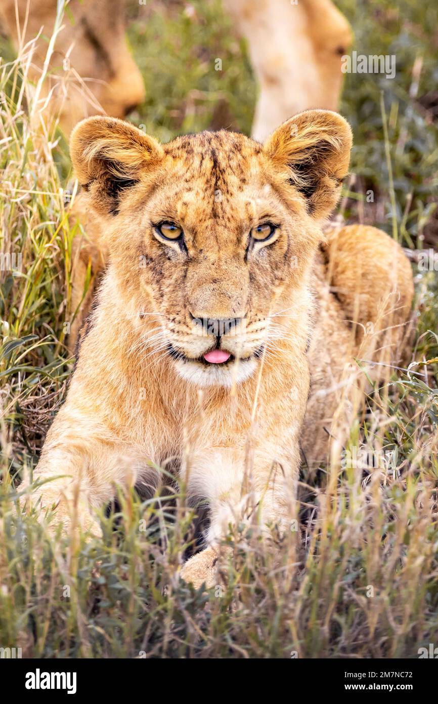 Le jeune lion africain, Panthera Leo, est situé dans l'herbe de la savane. Parc national de Tsavo West, Taita Hills, Kenya, Afrique Banque D'Images