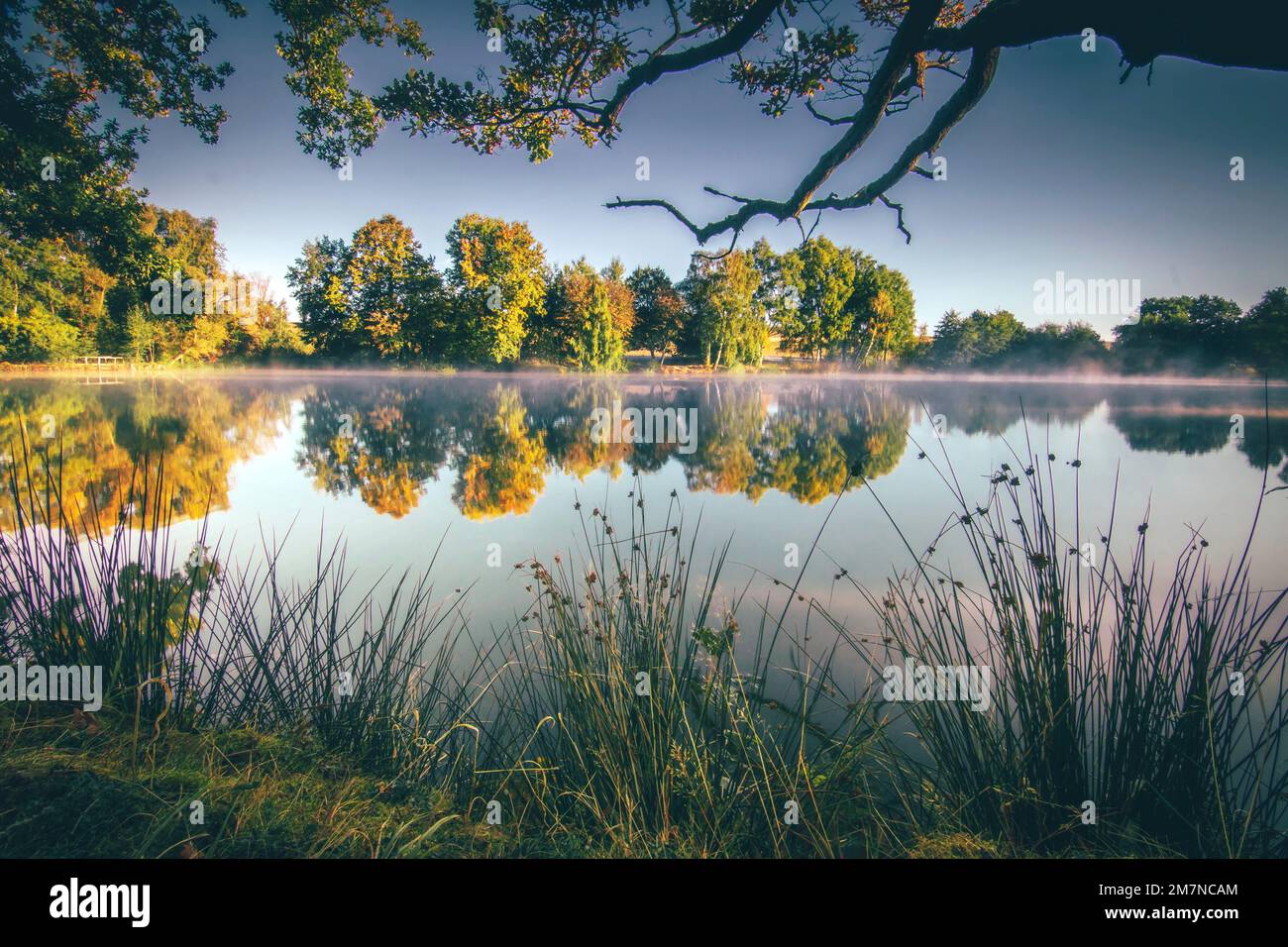 Vue le matin sur un lac magnifiquement surcultivé, photo de paysage en automne avec réflexion dans l'eau, Meerpfuhl, Usingen, Taunus, Hesse, Allemagne Banque D'Images