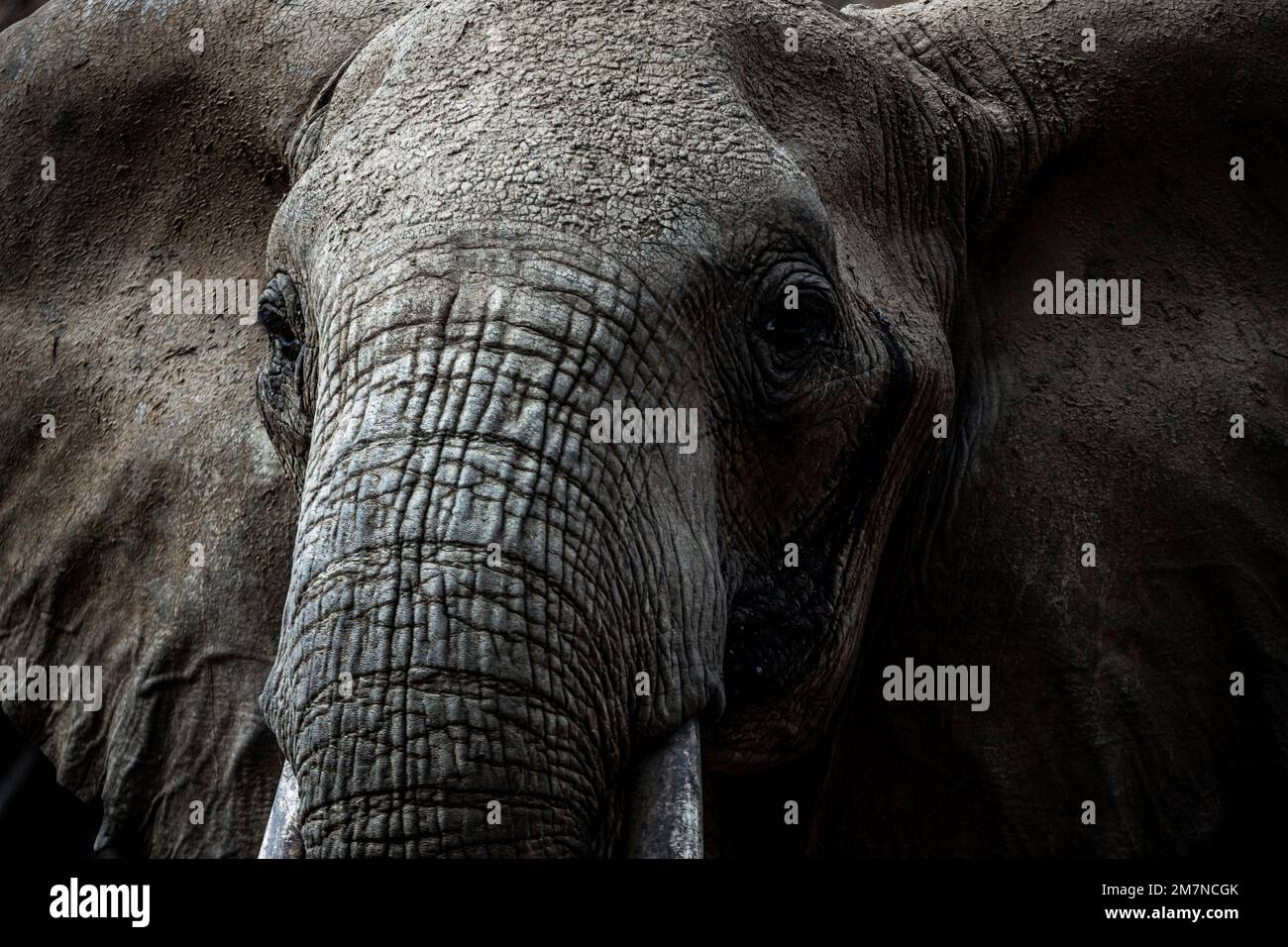 Gros plan éléphants Loxodonta africana du parc national de Tsavo East, Kenya, Afrique Banque D'Images