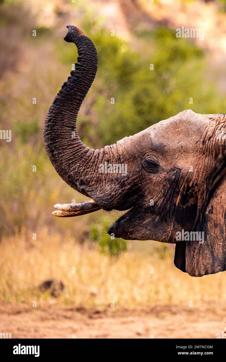 Les célèbres éléphants rouges Loxodonta africana du parc national de Tsavo East, Kenya, Afrique. Banque D'Images