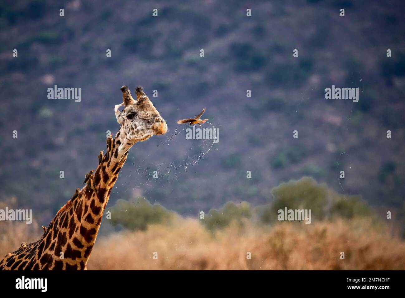 Maasai girafe, Giraffa Tippelskirchi ( cameloparis ) après avoir bu au trou d'eau. Avec des oiseaux, j'ai pris la mouche en train de pirater des épris sur son cou et de voler devant son visage, Tsavo West, Kenya, Afrique Banque D'Images