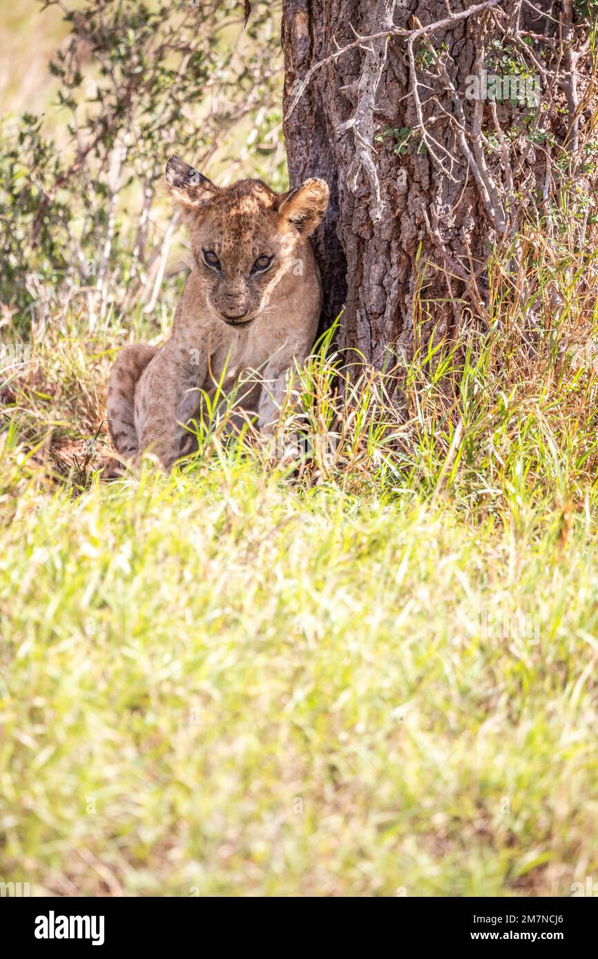 Le jeune lion africain, Panthera Leo, assis dans l'herbe de la savane contre un arbre. Parc national de Tsavo West, Taita Hills, Kenya, Afrique Banque D'Images