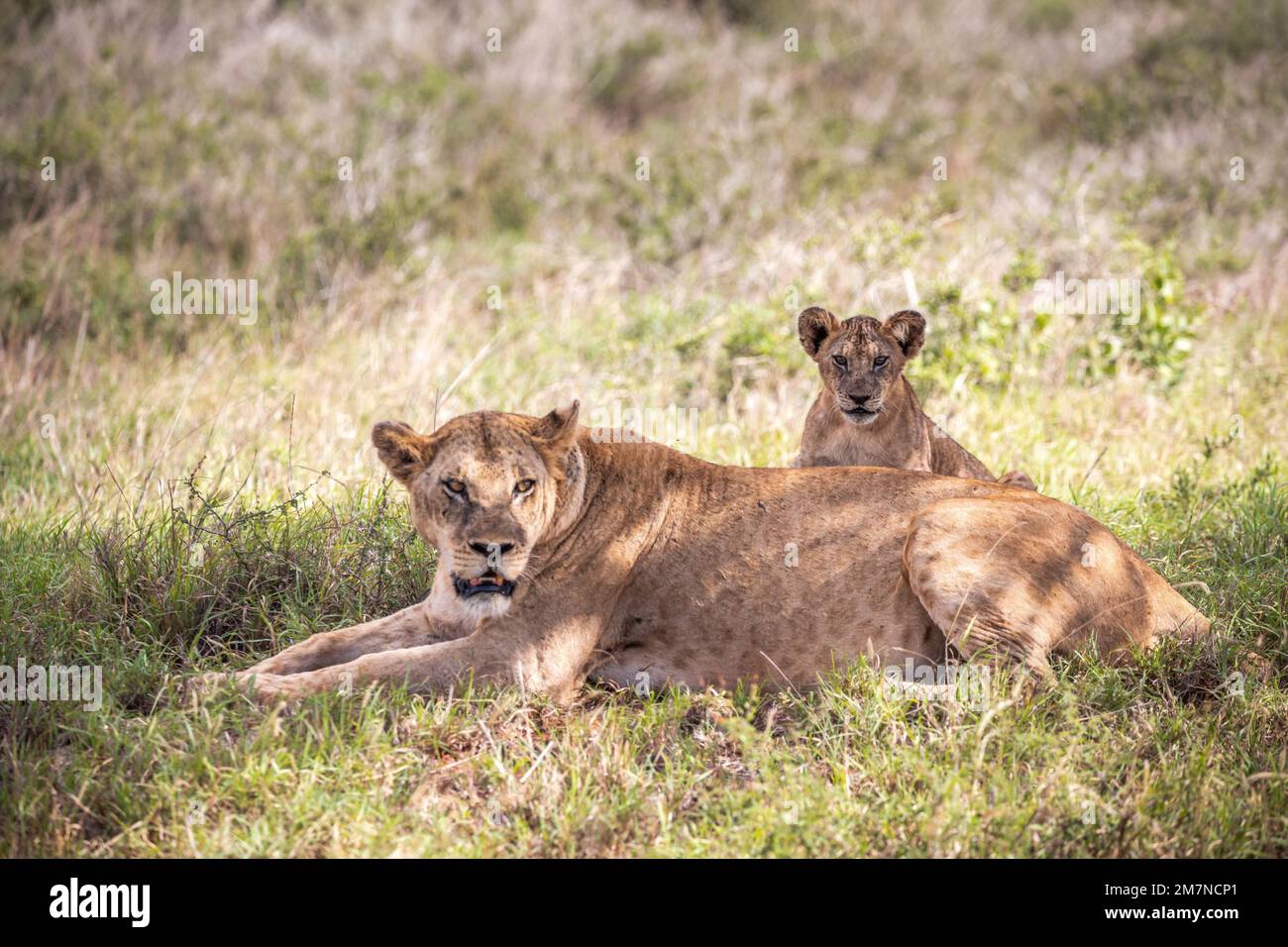 Lion africain, femme Panthera Leo, couché dans l'herbe avec sa jeune savane. Parc national de Tsavo West, Taita Hills, Kenya, Afrique Banque D'Images