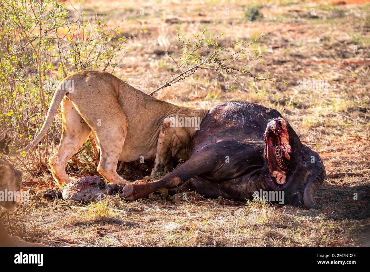 Lion féminin - Panthera leo à un buffle tué et chassé Bubalus arnee, parc national de Tsavo West, Taita Hills, Kenya, Afrique Banque D'Images