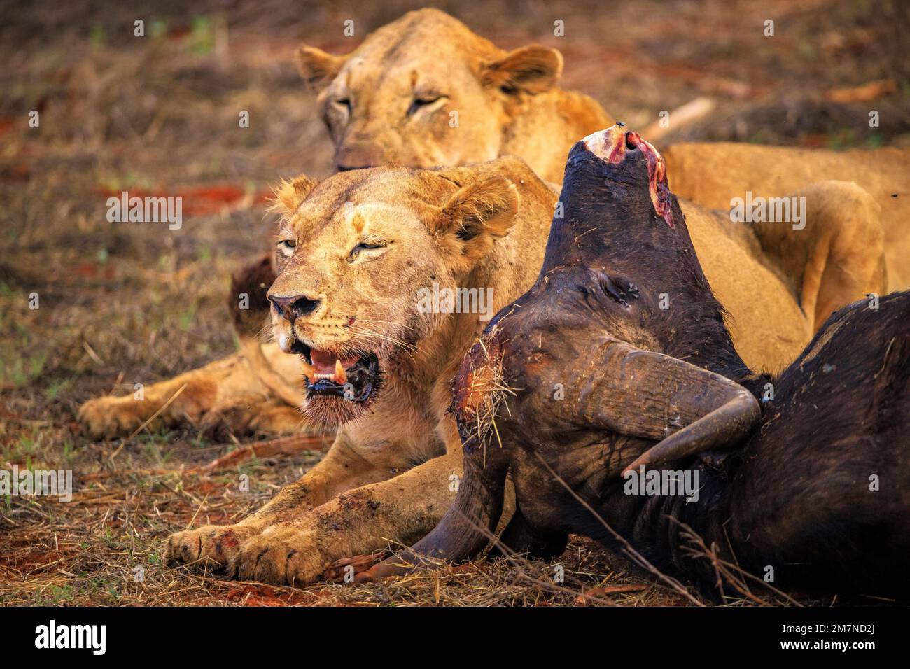 Lion féminin - Panthera leo à un buffle tué et chassé Bubalus arnee, parc national de Tsavo West, Taita Hills, Kenya, Afrique Banque D'Images
