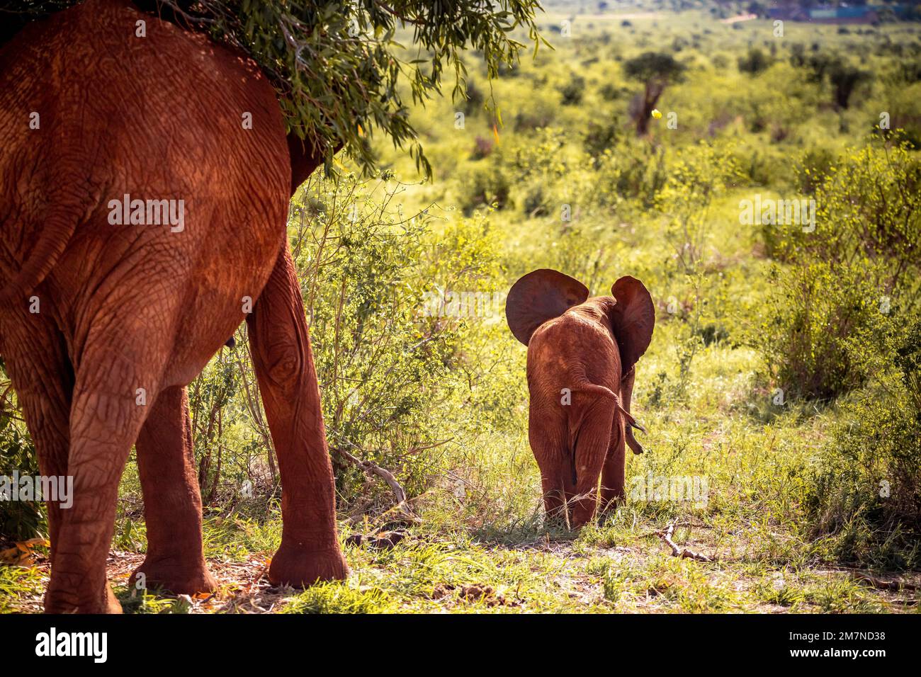 Troupeau d'éléphants rouges, Loxodonta africana en safari à Tsavo West National, Taita Hills, Tsavo, Kenya, Kenya. Banque D'Images