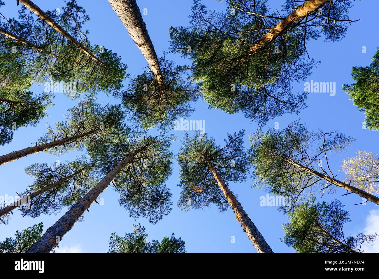 Grands pins à feuilles persistantes sur un fond de ciel bleu avec des nuages blancs, vue en perspective de bas en haut Banque D'Images