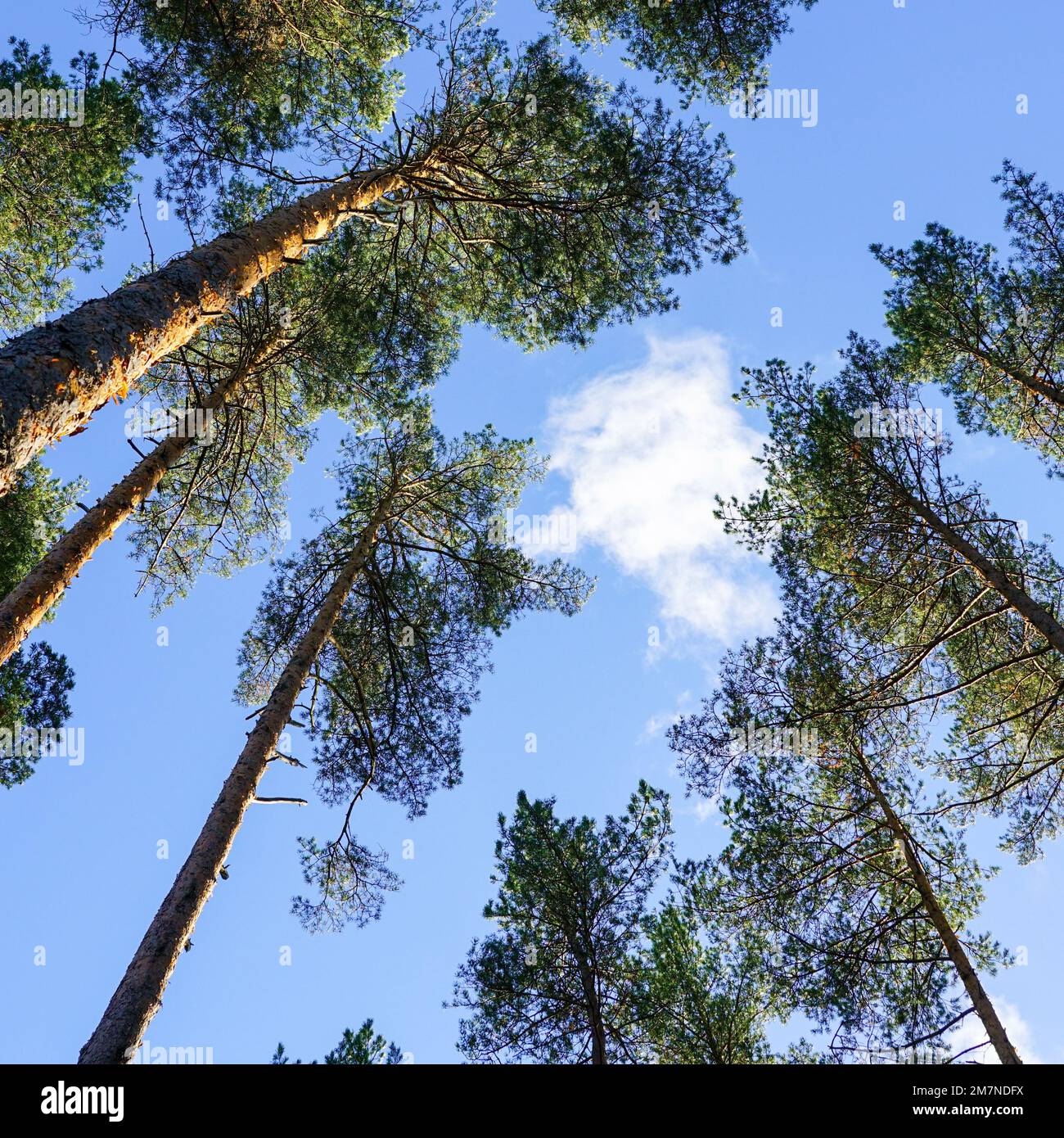 Grands pins à feuilles persistantes sur un fond de ciel bleu avec des nuages blancs, vue en perspective de bas en haut Banque D'Images