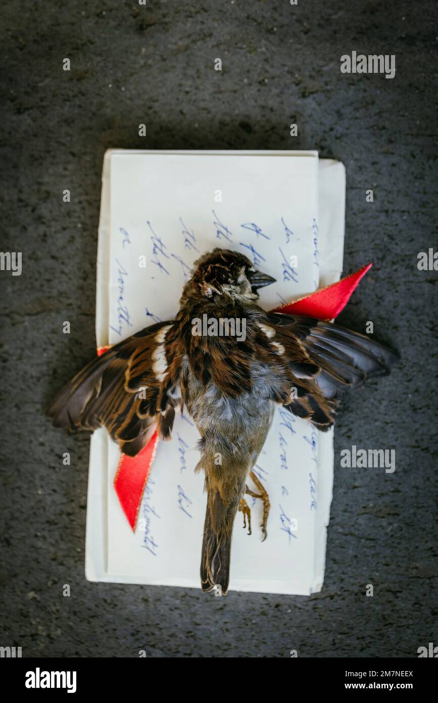 Oiseau mort sur une lettre manuscrite Banque D'Images