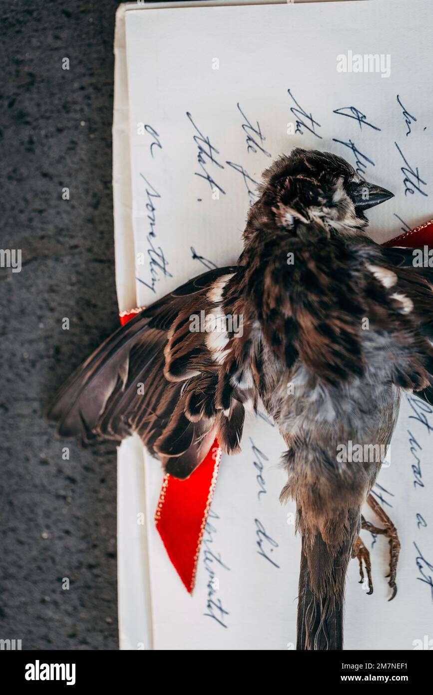 Oiseau mort sur une lettre manuscrite Banque D'Images