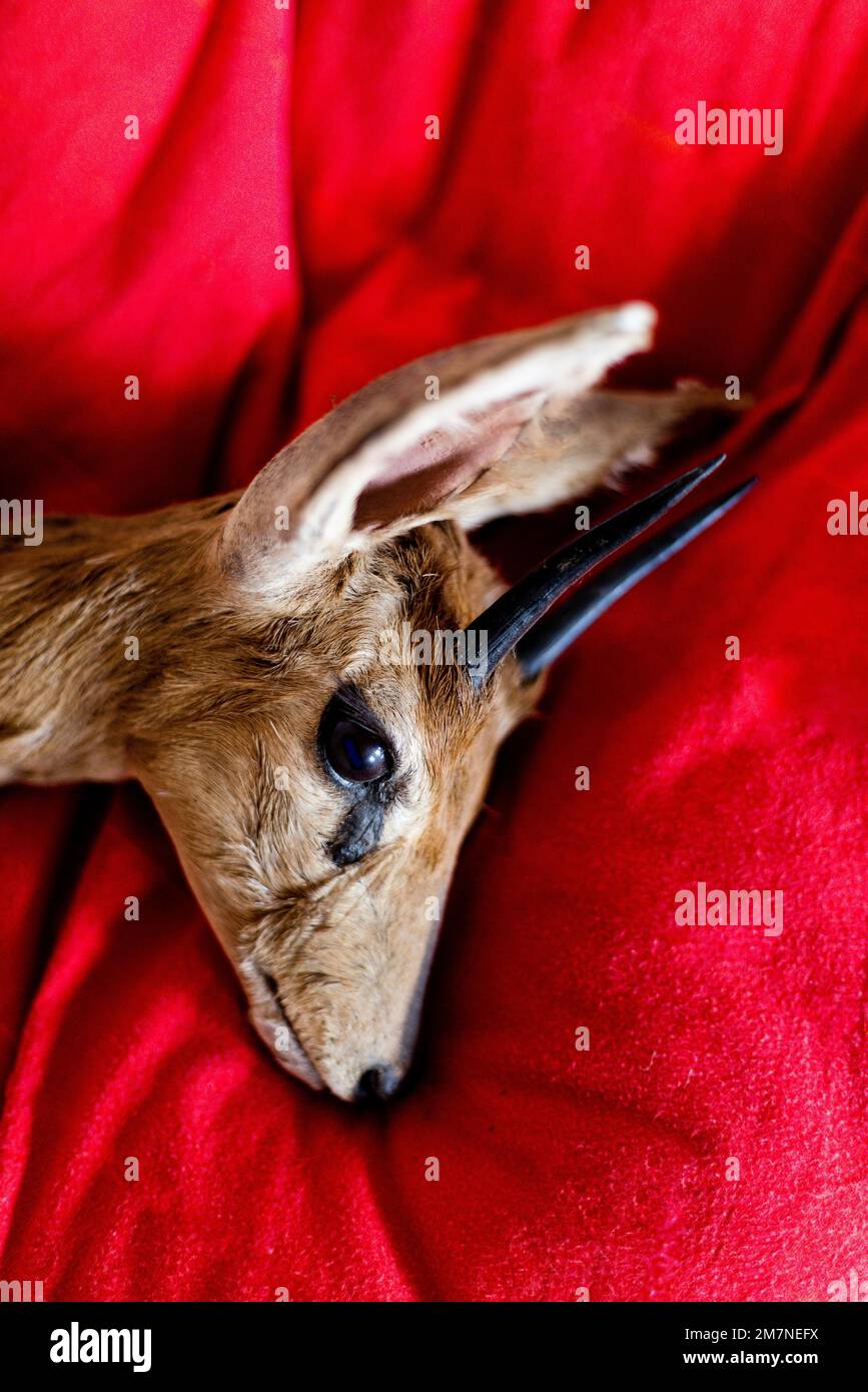 Tête d'antilope morte sur un oreiller rouge Banque D'Images