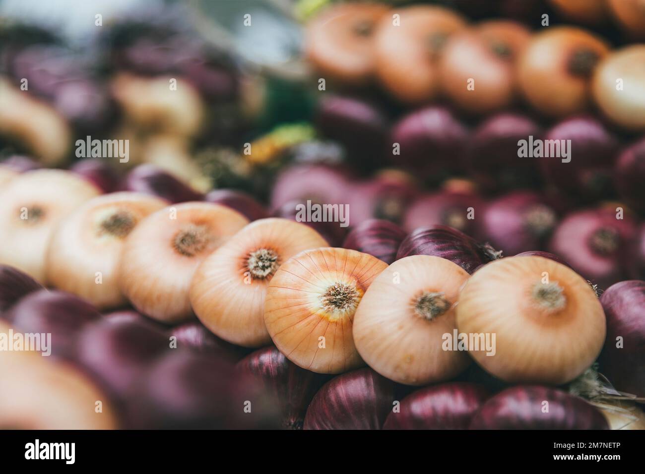 Photo détaillée d'une tresse d'oignon, Zibelemärit traditionnel, marché aux oignons à Berne, Suisse, oignons comestibles (Allium cesp), gros plan, tresse d'oignon Banque D'Images