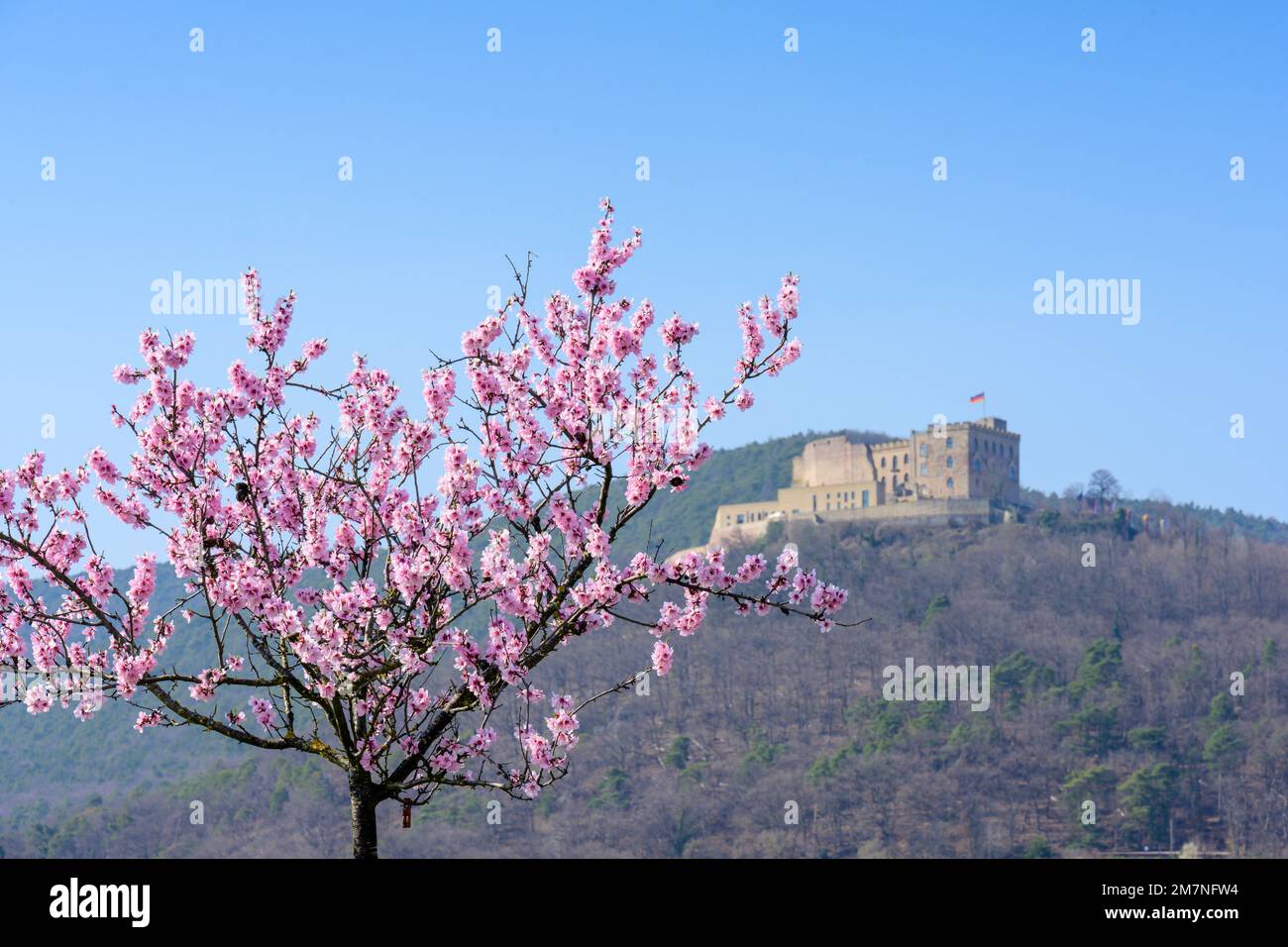 Allemagne, Rhénanie-Palatinat, Palatinat du Sud, fleurs d'amande, en arrière-plan le château de Hambach. Banque D'Images