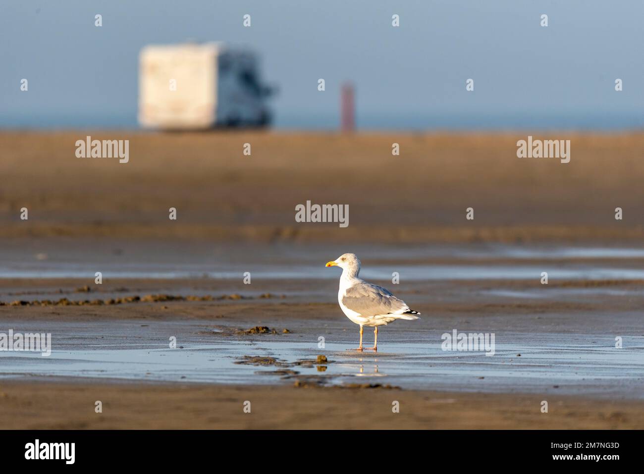 Seagull sur la plage de voiture sur l'île de Rømø, campeur derrière, mer des Wadden, Parc national de Vadehavet, Rømø, Syddanmark, Danemark Banque D'Images