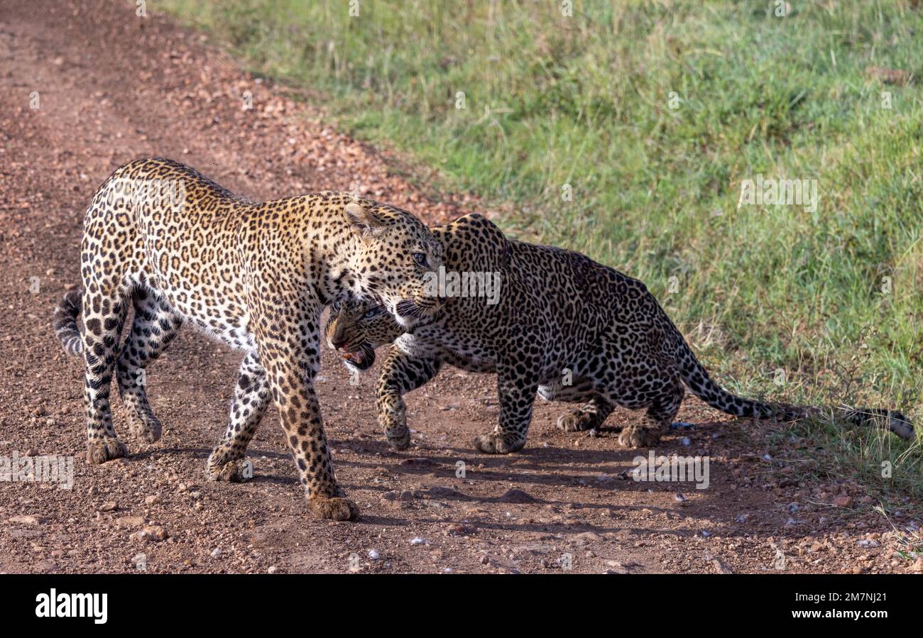 Deux léopards mâles faisant face après un combat sur le territoire, parc national de Masai Mara, Kenya Banque D'Images