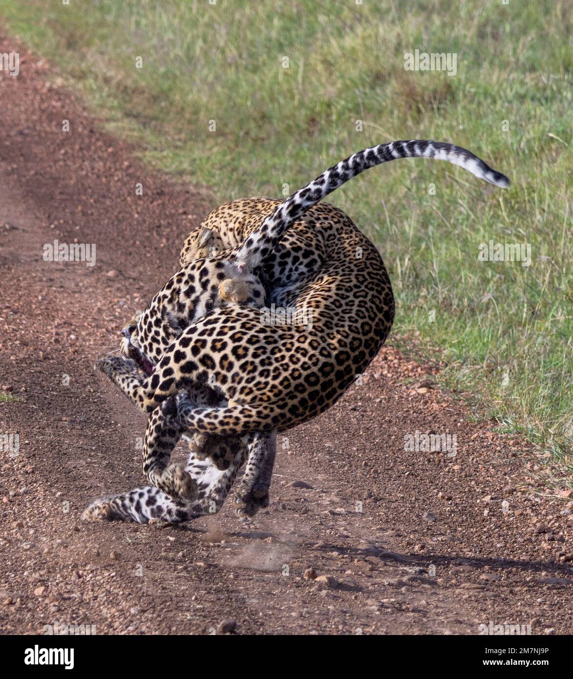Deux léopards mâles se battant sur le territoire, parc national de Masai Mara, Kenya Banque D'Images