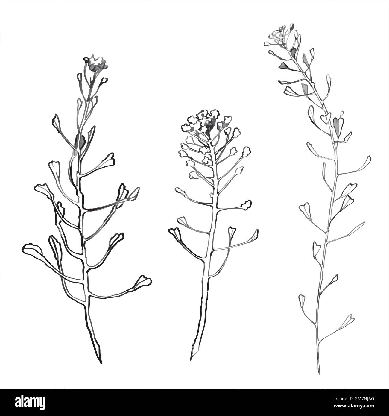 Croquis à l'encre vectorielle du porte-monnaie du berger, usine Capsella bursa pastoris. Illustration de Vecteur