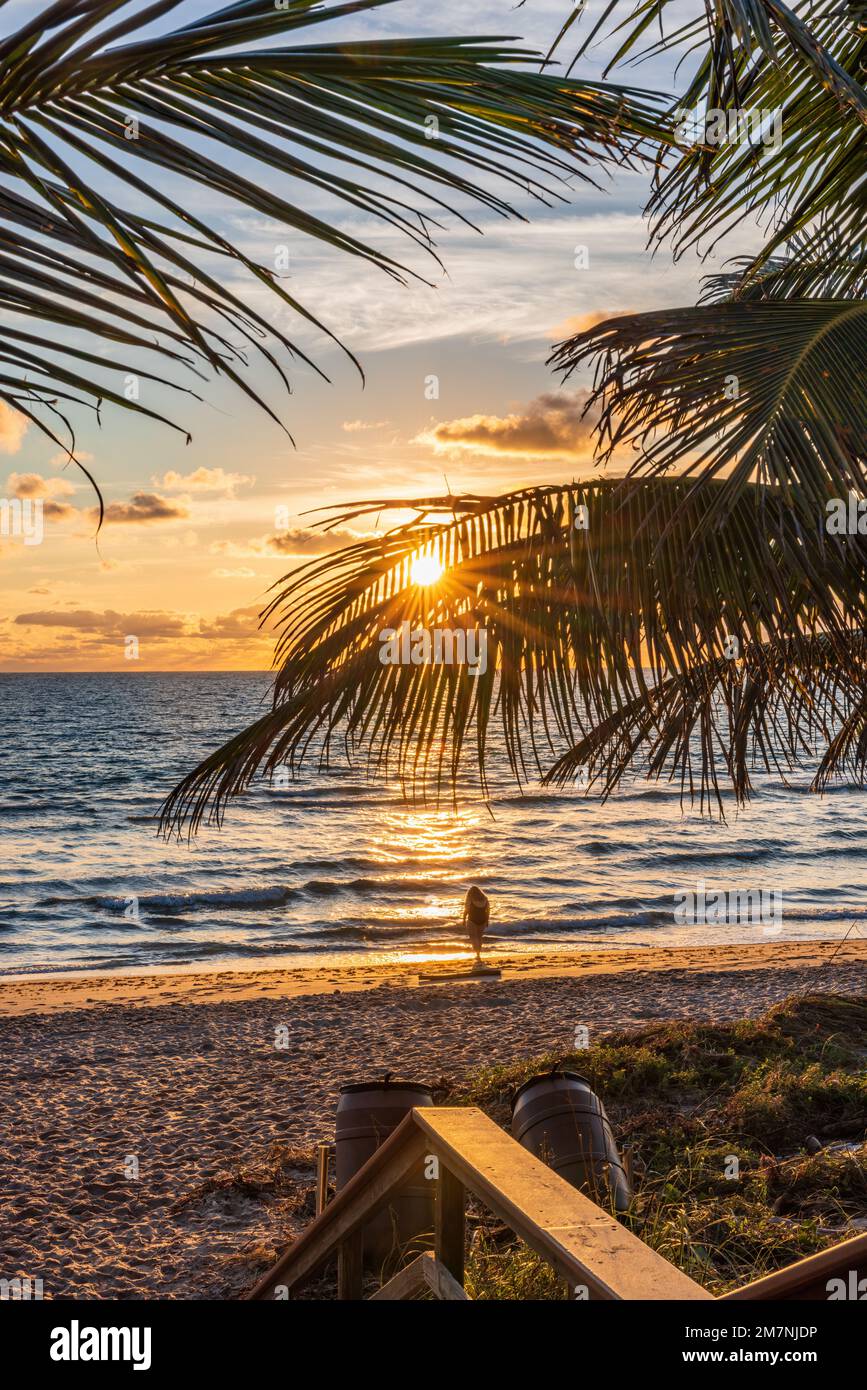 Le soleil levant brille à travers les palmiers sur une plage de Floride. Banque D'Images