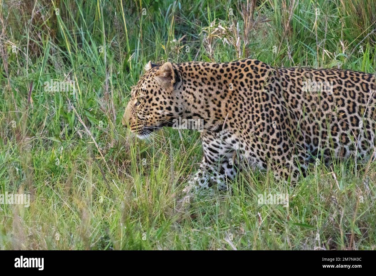 léopard marchant dans de l'herbe longue, parc national de Masai Mara, Kenya Banque D'Images