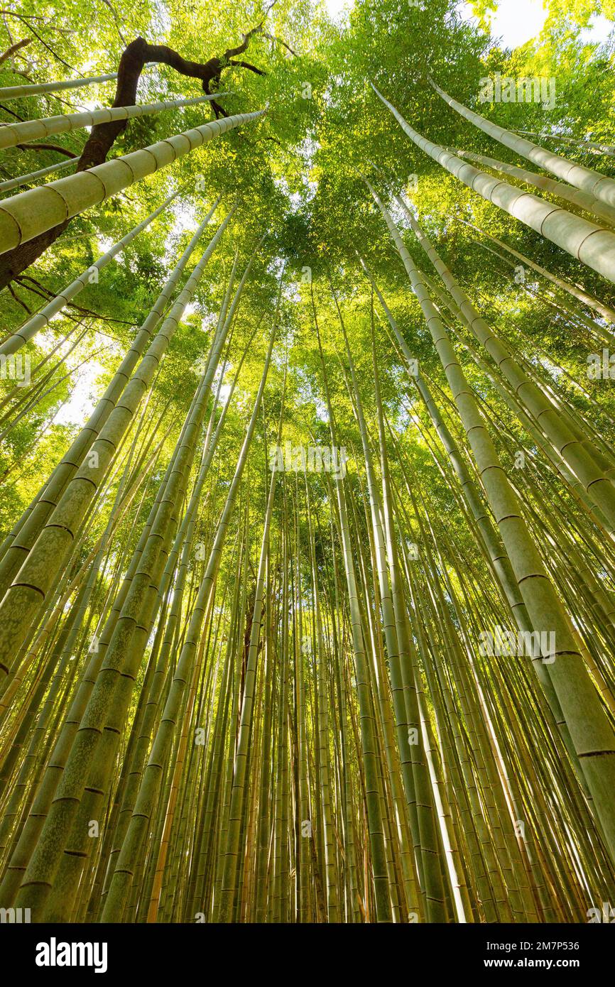 Vue à angle bas des grands bambous de la forêt Banque D'Images