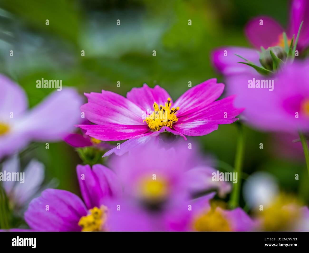 Gros plan de fleurs de Cosmos roses dans un jardin Banque D'Images