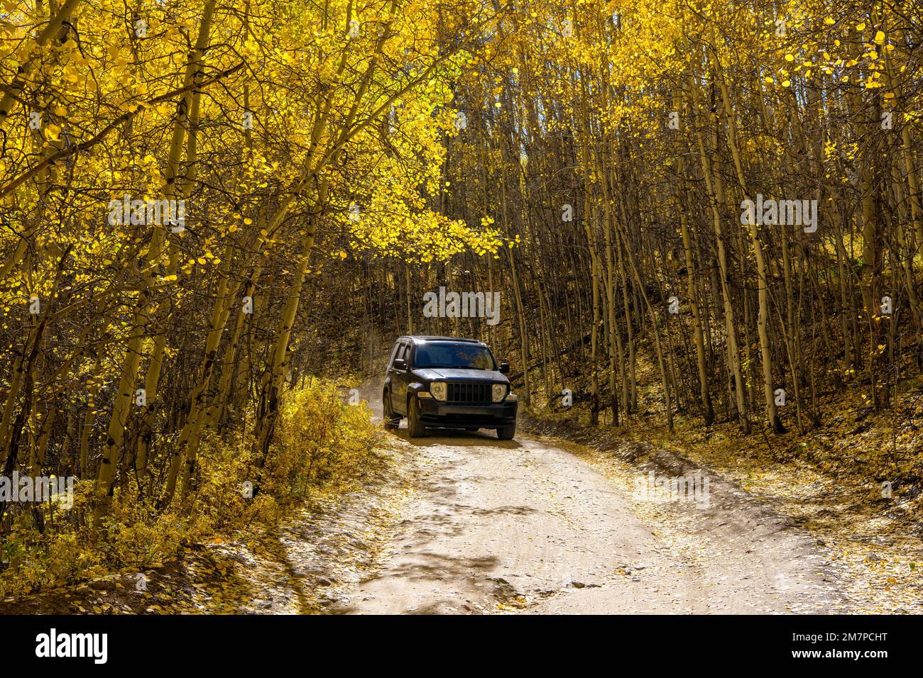 Autumn Aspen Grove - Un monospace en jeep qui roule sur une route de campagne en terre dans une bosquet de peuplier faux-tremble d'or dense pendant un après-midi d'automne ensoleillé. Leadville, Colorado, États-Unis. Banque D'Images