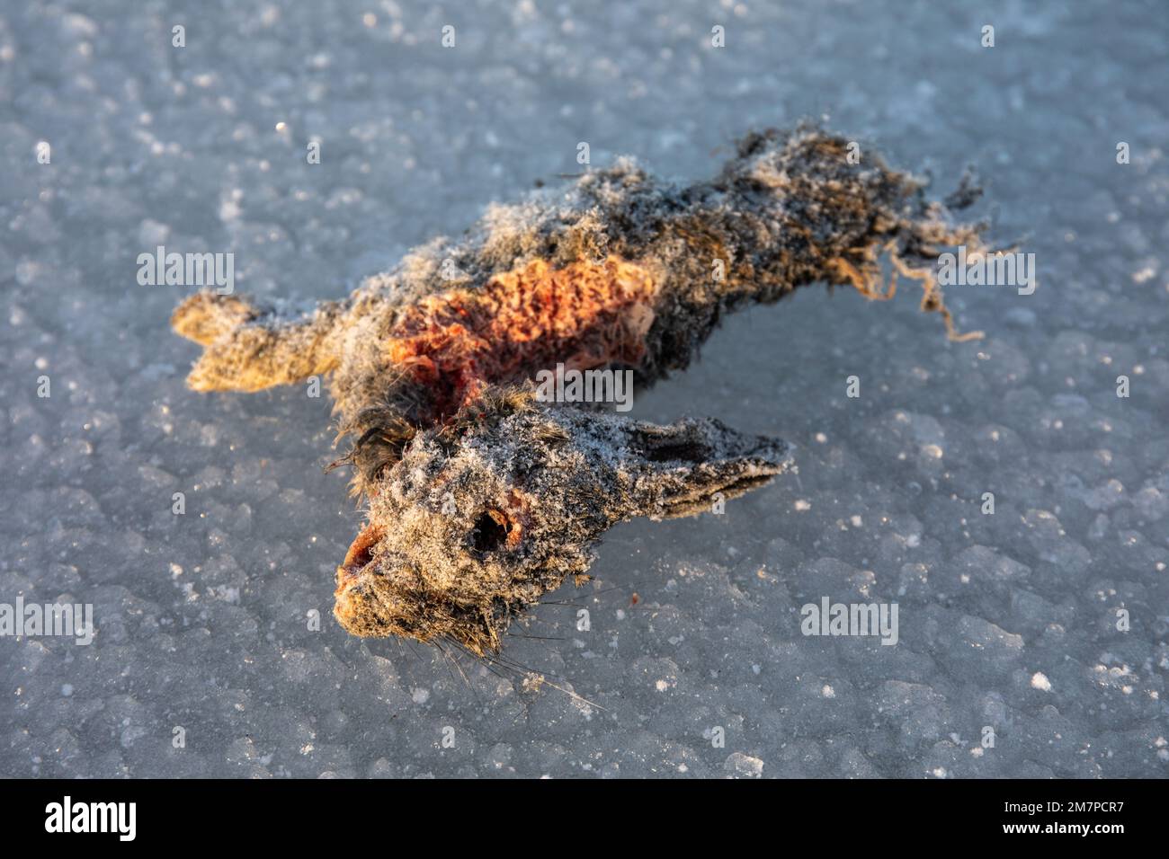 Un lapin européen, Oryctolagus cuniculus, congelé et partiellement consommé, sur glace Banque D'Images