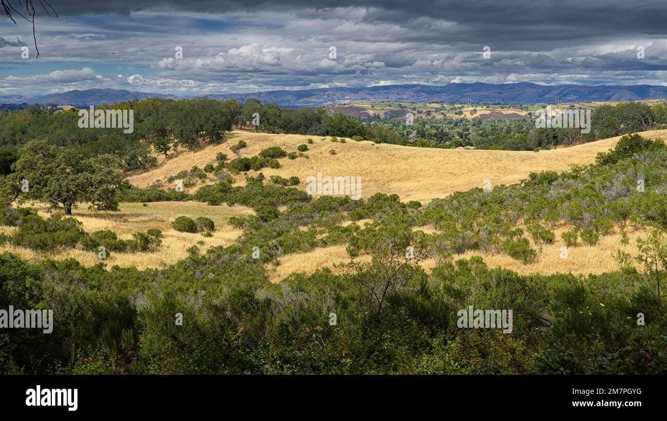 Collines vallonnées avec de l'herbe jaune et des bus verts sous le ciel avec des nuages. Banque D'Images