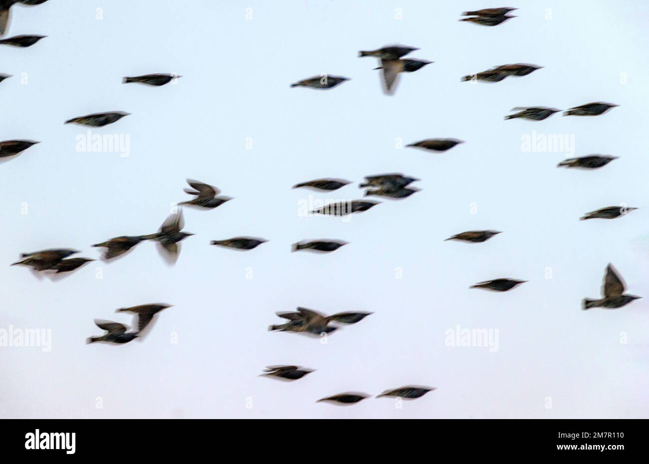 Panoramique ; mouvement ; vue floue d'un troupeau d'oiseaux au lever du soleil, réserve naturelle nationale de Monte Vista, vallée de San Luis ; Colorado, États-Unis Banque D'Images