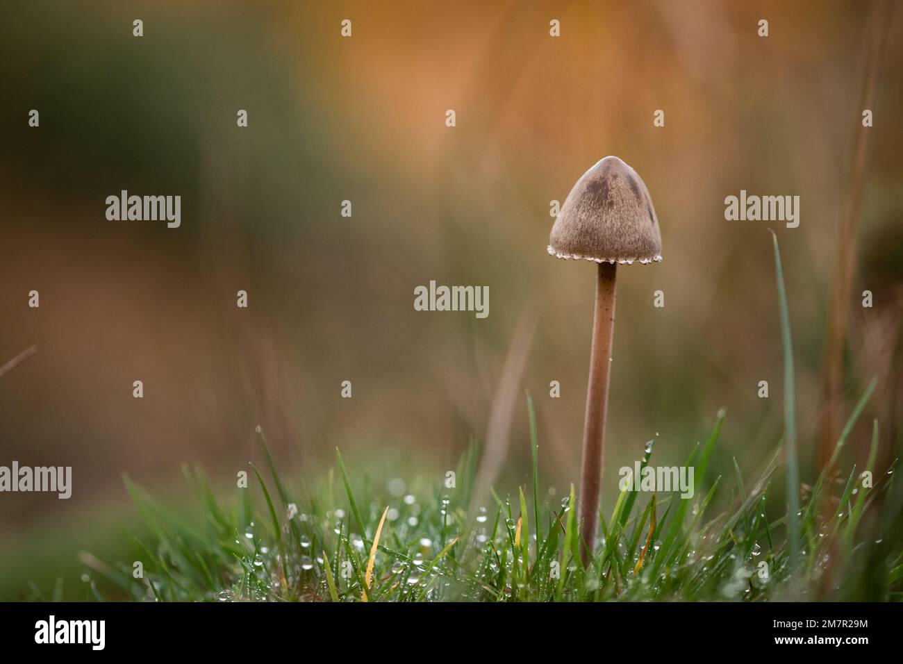 Un petit champignon pousse parmi l'herbe couverte de rosée sur les collines au-dessus de Selworthy, Exmoor, West Somerset Banque D'Images