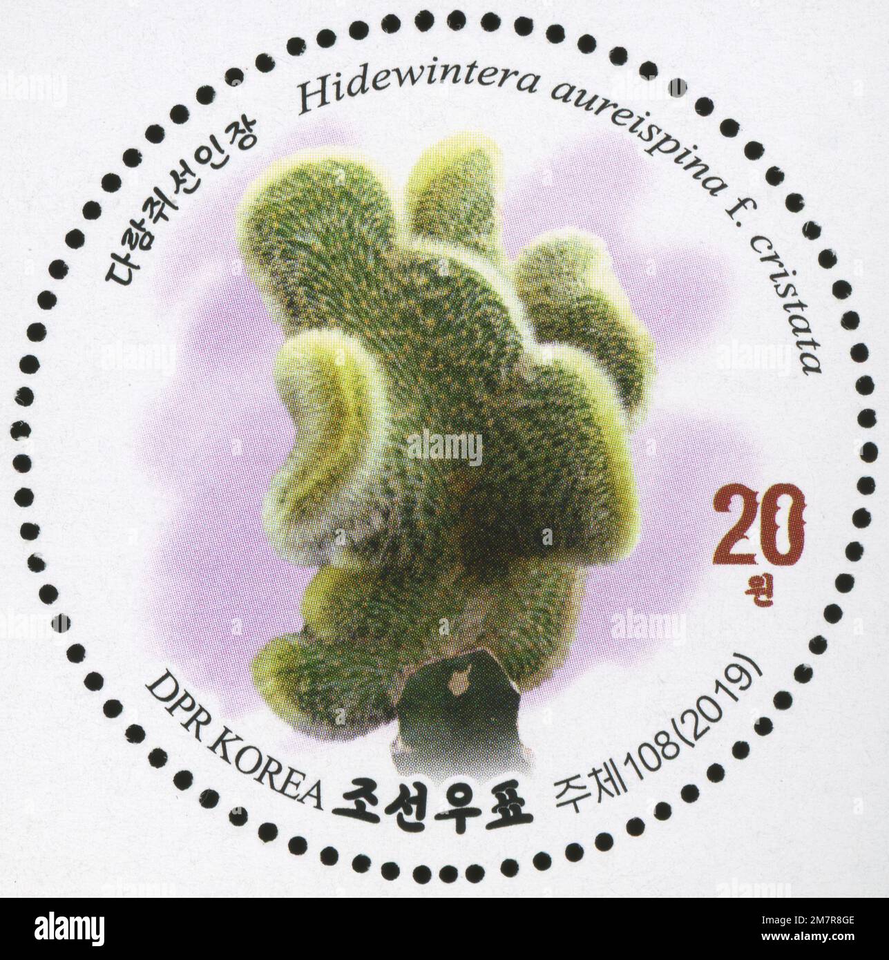 2019 série de timbres de la Corée du Nord. Cactus fleuris. Hidewintera aureispina F. cristata Banque D'Images