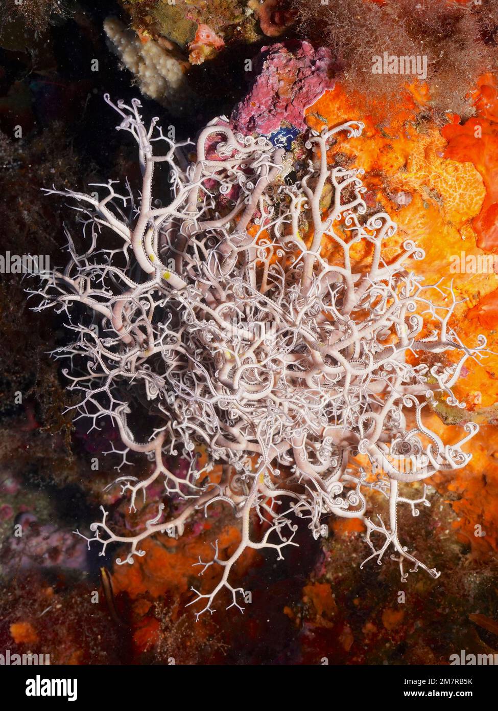 L'étoile du panier méditerranéen (Astrospartus mediterraneus) dans la mer Méditerranée près d'Hyères. Site de plongée sur la péninsule de Giens, Côte d'Azur, France Banque D'Images