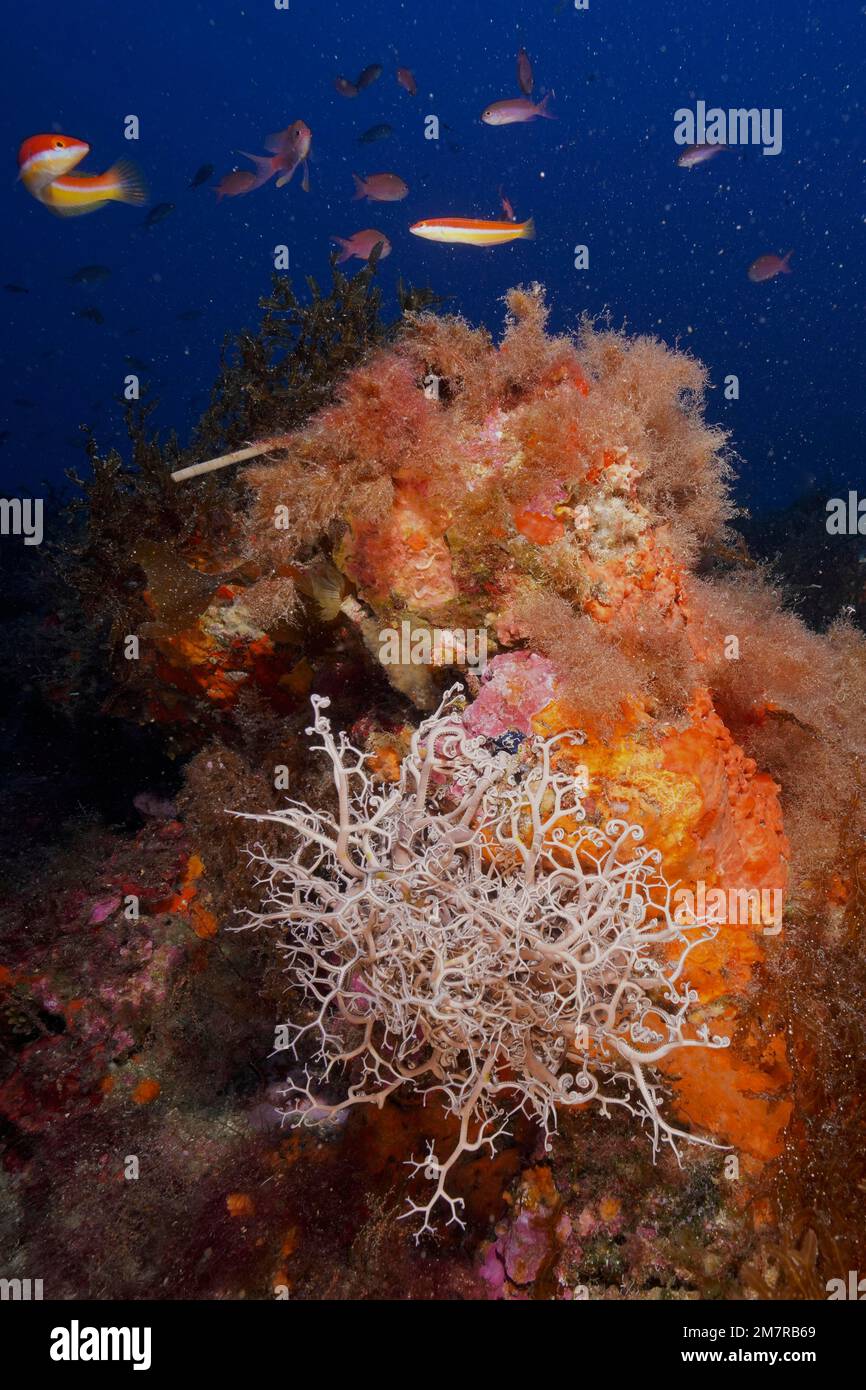 L'étoile de basket méditerranéenne (Astrospartus mediterraneus) et la wrasse arc-en-ciel méditerranéenne (Coris julis) dans la mer Méditerranée près d'Hyères. Plongée Banque D'Images