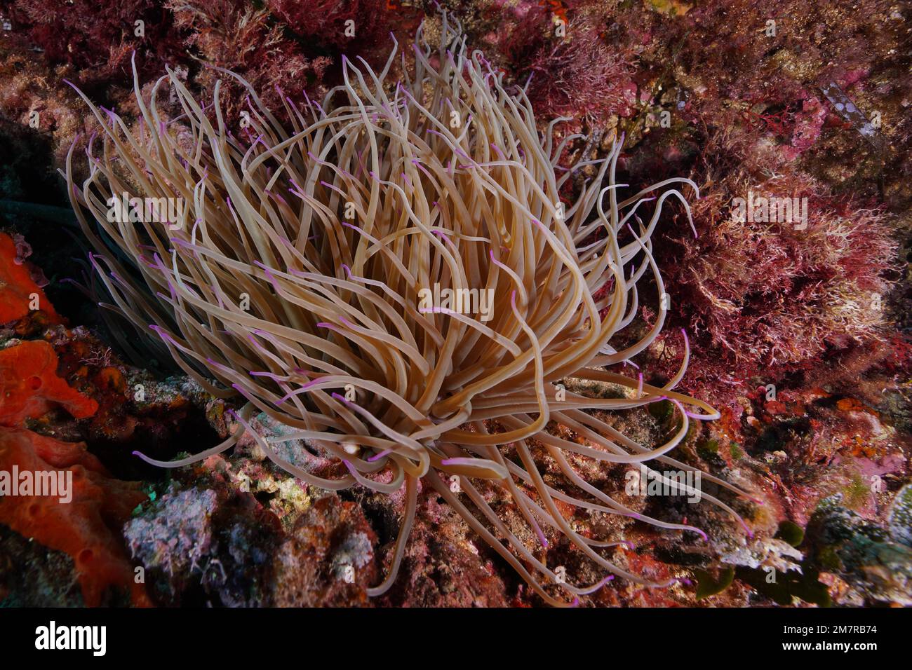 Anemone d'Oppelet (Anemonia sulcata) dans la mer Méditerranée près d'Hyères. Site de plongée sur la péninsule de Giens, Côte d'Azur, France Banque D'Images